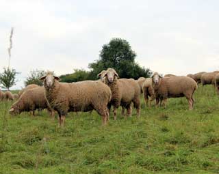 Schafe an der Geba